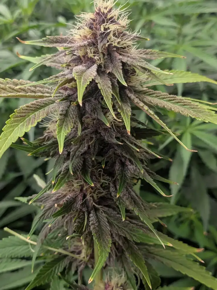 Pineapple Buds, mid flower, fall 2026