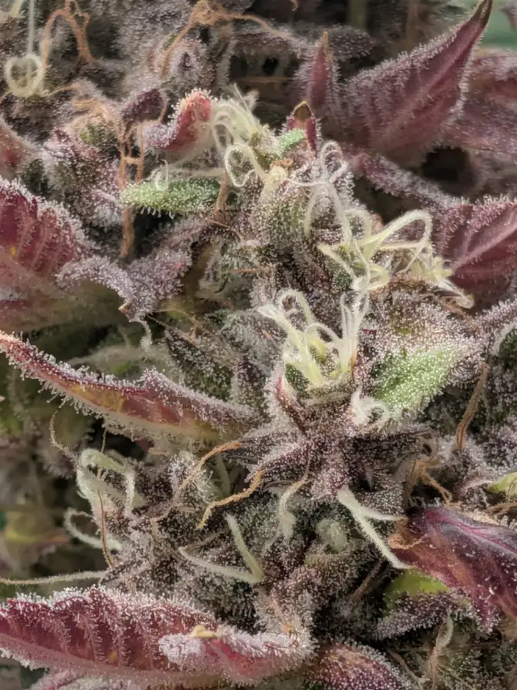 Pineapple Buds, harvest, fall 2026
