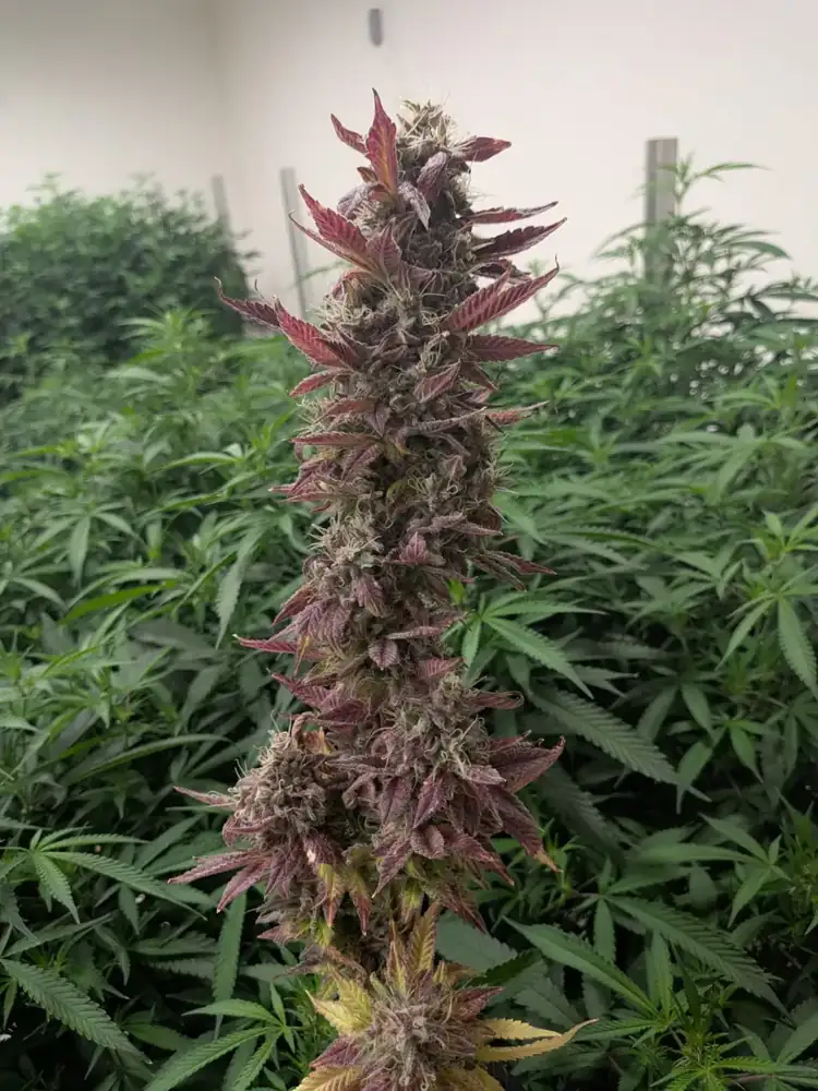 Pineapple Buds, late flower, fall 2026