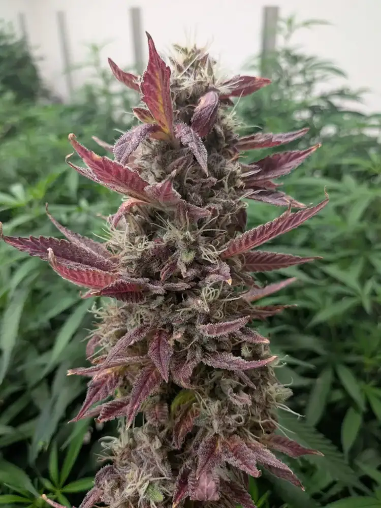 Pineapple Buds, late flower, fall 2026