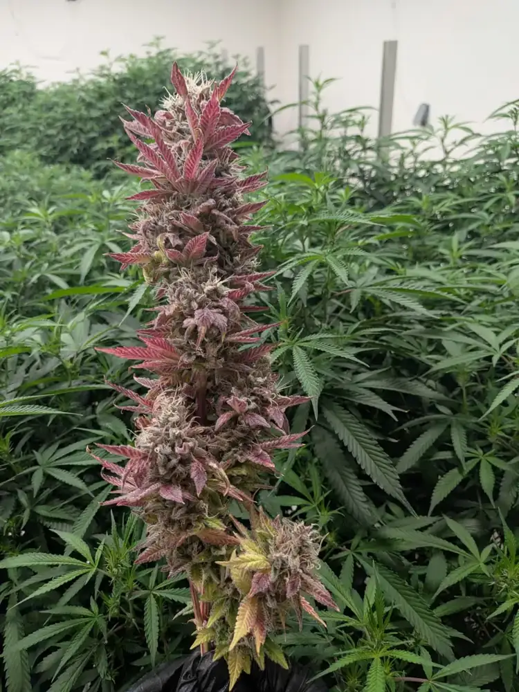 Pineapple Buds, late flower, fall 2026
