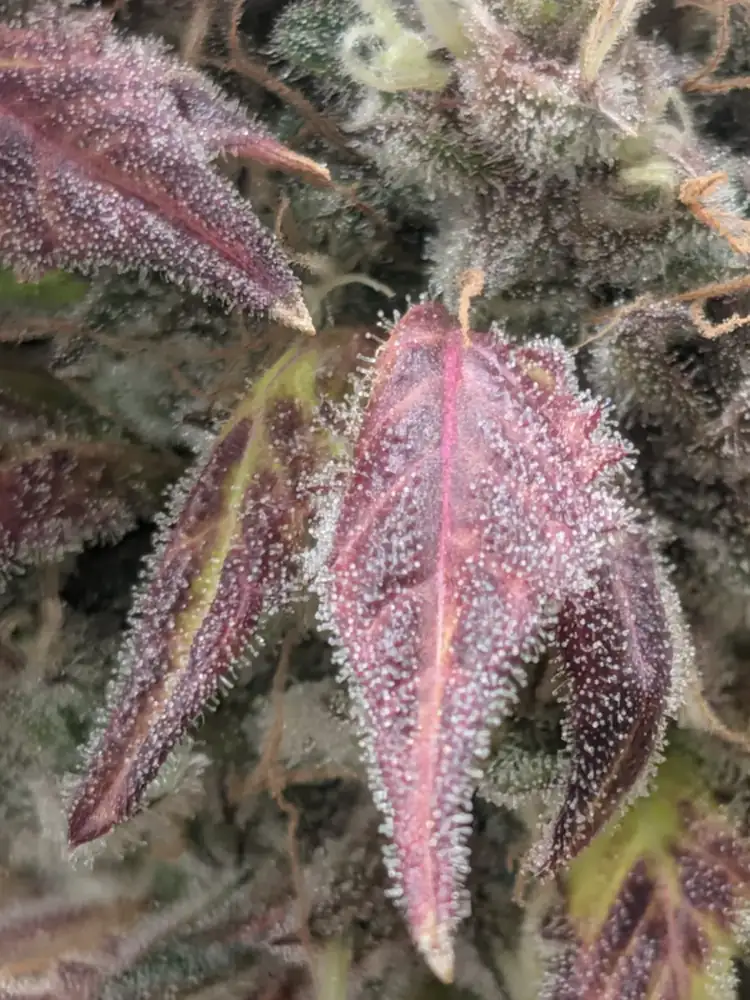Pineapple Buds, late flower, fall 2026