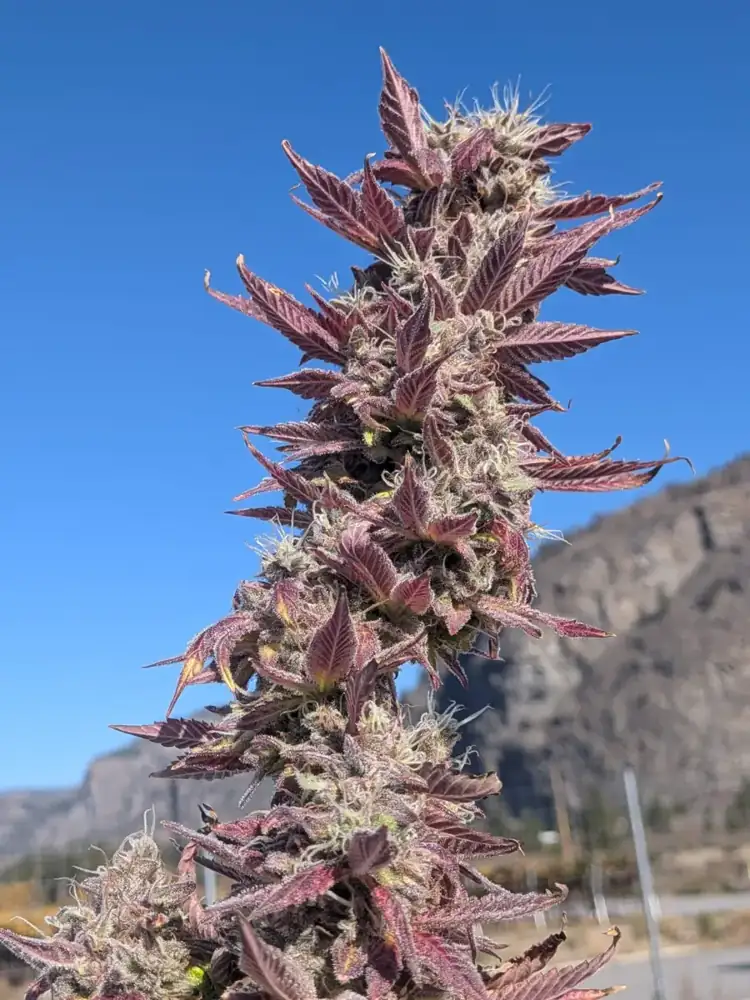 Pineapple Buds, harvest, fall 2026
