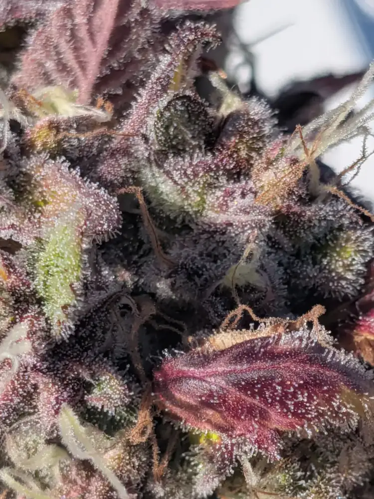 Pineapple Buds, harvest, fall 2026