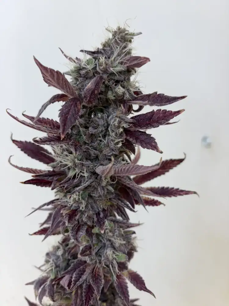 Pineapple Buds, harvest, fall 2026