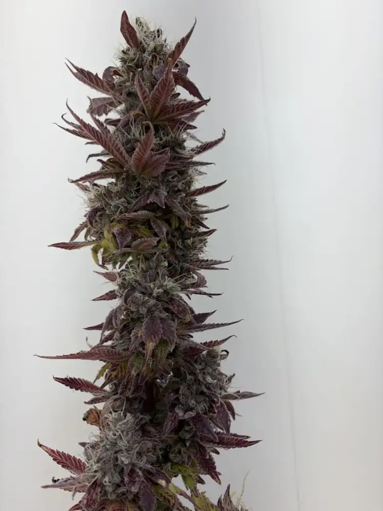 Pineapple Buds, harvest, fall 2026