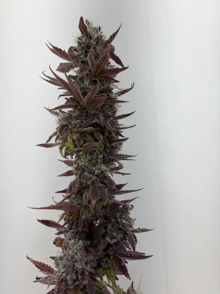 Pineapple Buds, harvest, fall 2026