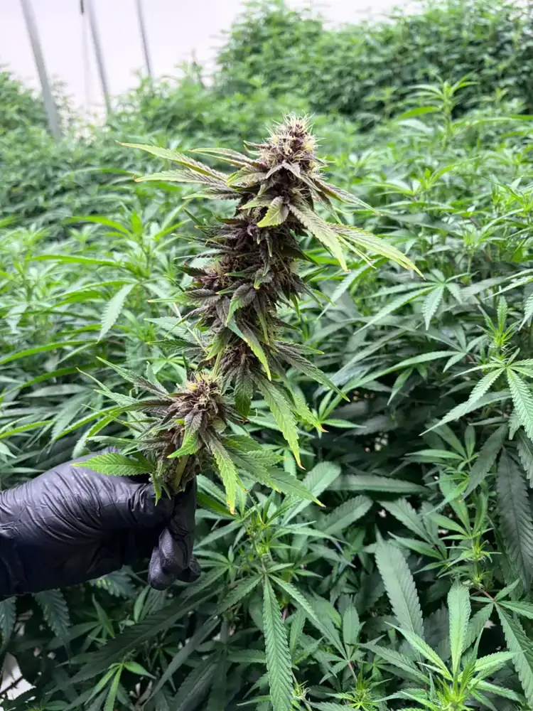 Pineapple Buds, early days, fall 2026